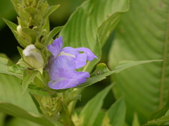 Calacanthus grandiflorus