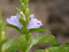 Calacanthus grandiflorus