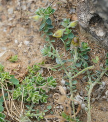 Crotalaria similis
