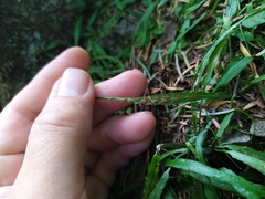 Asplenium ruprechtii