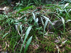 Asplenium ruprechtii