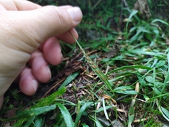 Asplenium ruprechtii