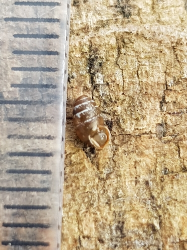 Common Chrysalis-Snail