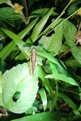 Pseudoxya