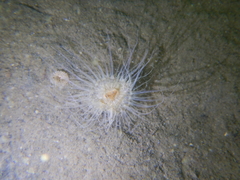 Sagartiogeton undatus