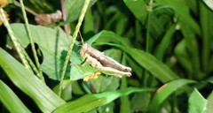 Pseudoxya