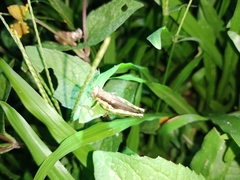 Pseudoxya
