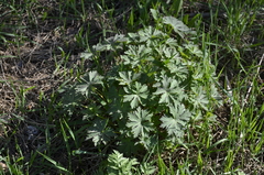 Geranium pratense