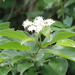 Roughleaf Dogwood - Photo (c) Bob Romero, some rights reserved (CC BY-NC)