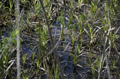 Scirpus sylvaticus