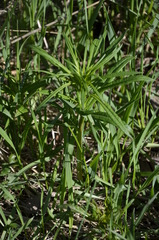 Chamaenerion angustifolium