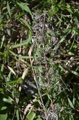 Chamaenerion angustifolium