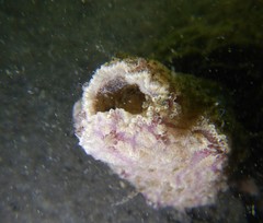 Botrylloides leachii