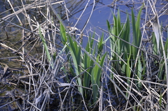 Iris pseudacorus