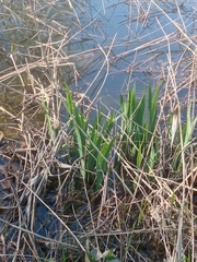 Iris pseudacorus