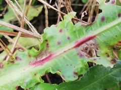 Pseudocercospora acetosellae