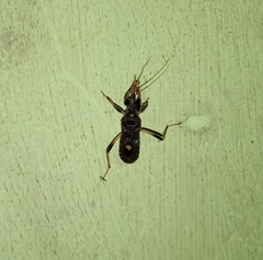 Ectomocoris atrox