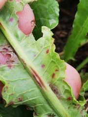 Pseudocercospora acetosellae