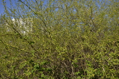 Salix triandra