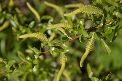 Salix triandra