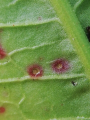 Pseudocercospora acetosellae