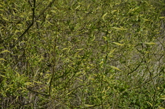 Salix triandra