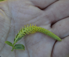 Salix triandra