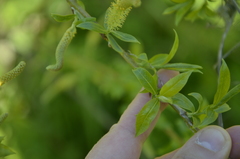 Salix triandra