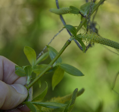 Salix triandra