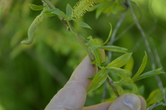 Salix triandra