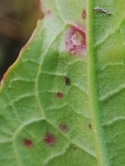 Pseudocercospora acetosellae