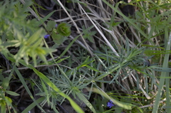 Galium verum