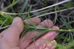 Galium verum
