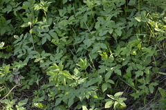 Aegopodium podagraria