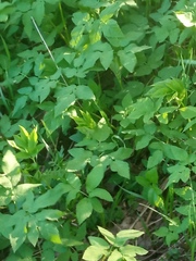 Aegopodium podagraria
