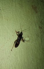 Ectomocoris atrox