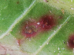 Pseudocercospora acetosellae