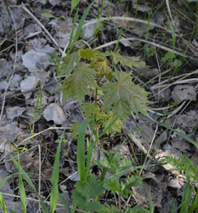 Acer platanoides