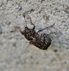 Dissoleucas niveirostris
