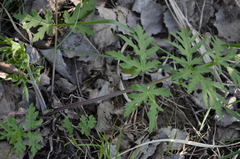 Heracleum sphondylium sibiricum
