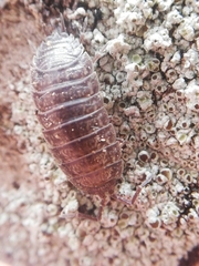 Porcellio dispar