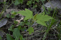 Acer negundo