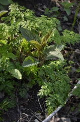 Scrophularia nodosa