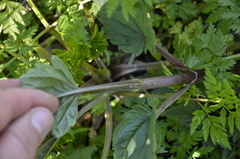 Scrophularia nodosa
