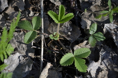 Fragaria vesca