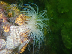 Sagartiogeton undatus