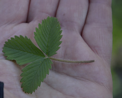 Fragaria vesca