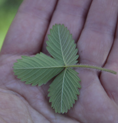 Fragaria vesca