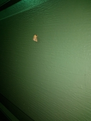 Lepidoptera