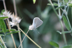 Polyommatus dolus